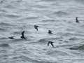 Storm-Petrels